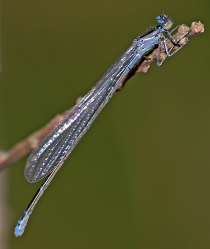 Female, general
2007_03_27_Effingham